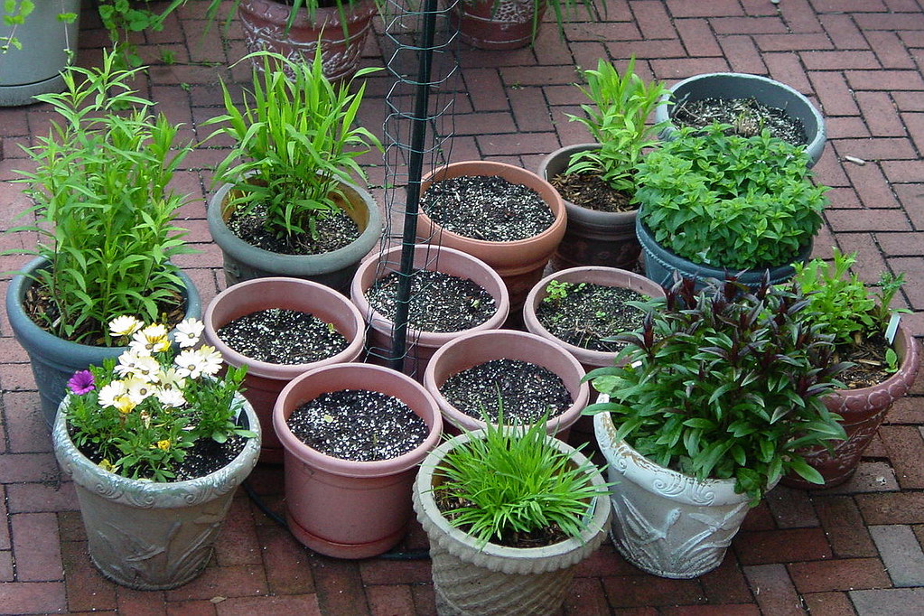 Pots around vine pole I planted hyacinth bean & red runner… Flickr