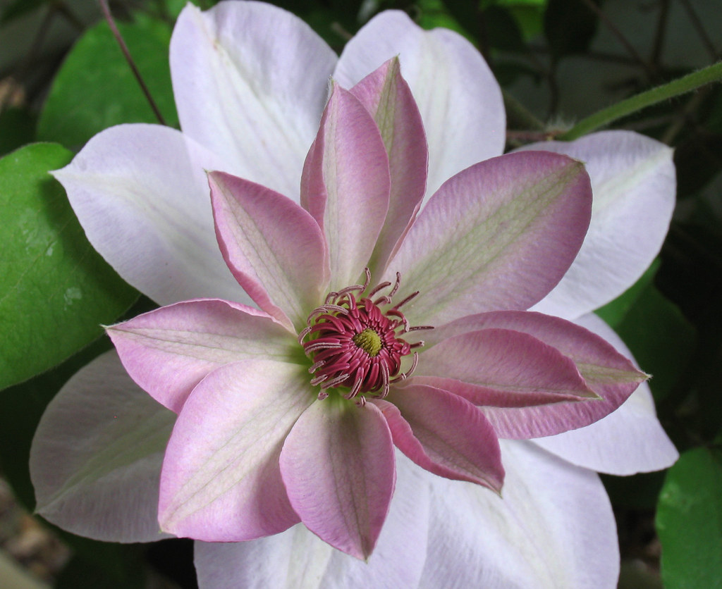 Clematis Unfolding (A discussion of petal overlap symmetry… Flickr