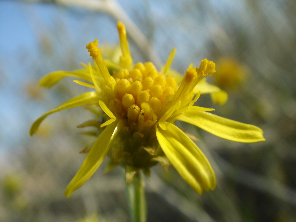 Kuwait's National Flower I've lived in Kuwait most of my l… Flickr