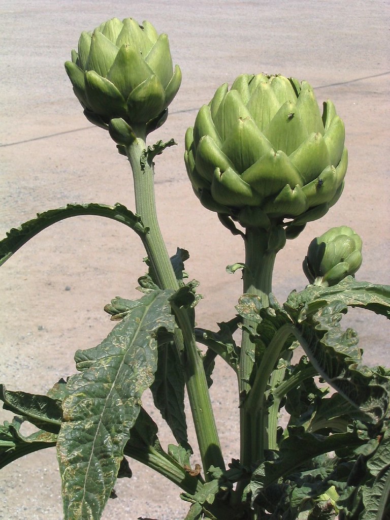 Artichokes growing on Hwy 101 near Salinas, CA MleMle Flickr