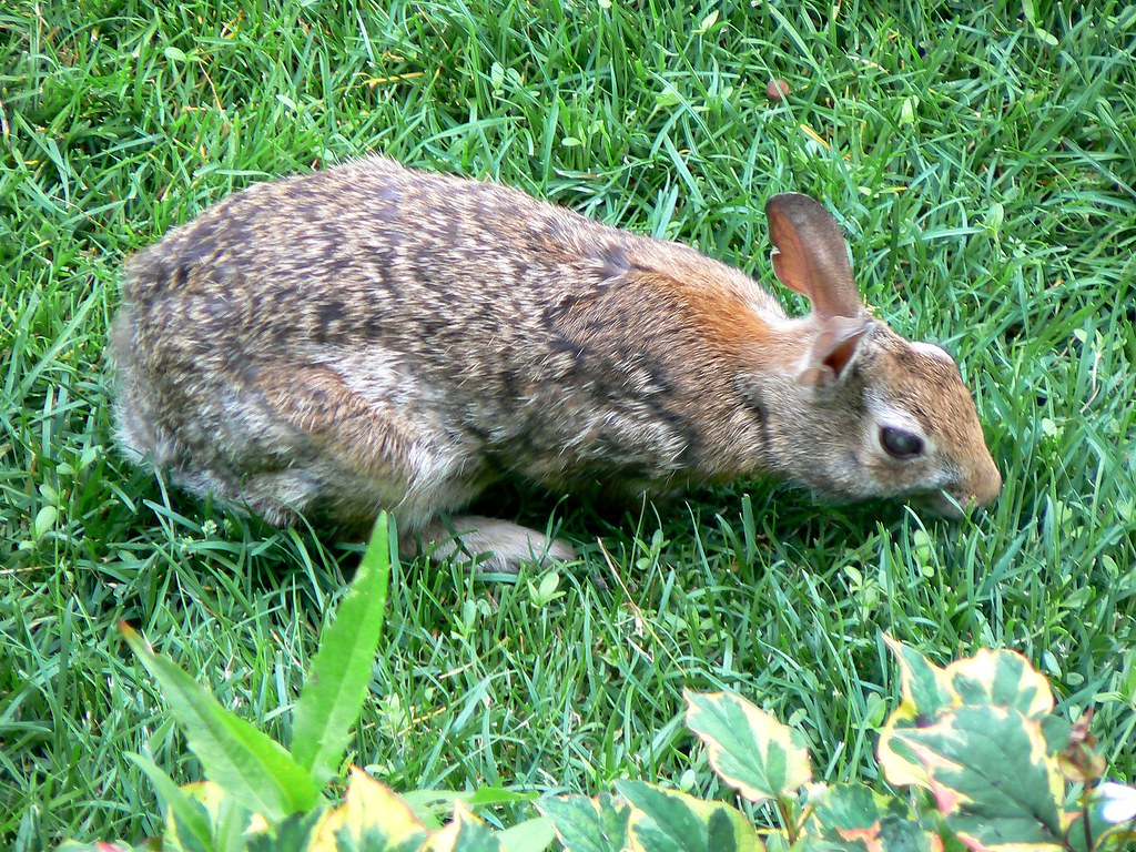Backyard Bunny Rabbit This little backyard bunny has a