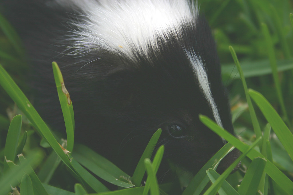 skunk 3 Gidget, my sisterinlaw's pet skunk fieldsbh Flickr