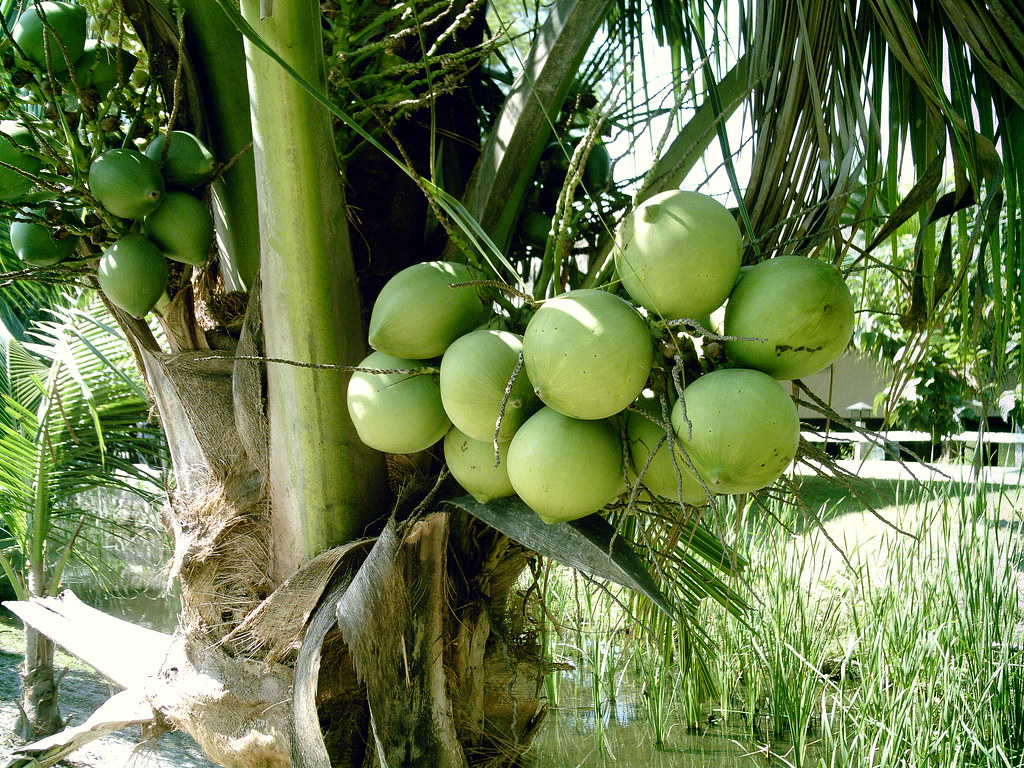 buko bonsai coconut tree Buboy Eito Flickr