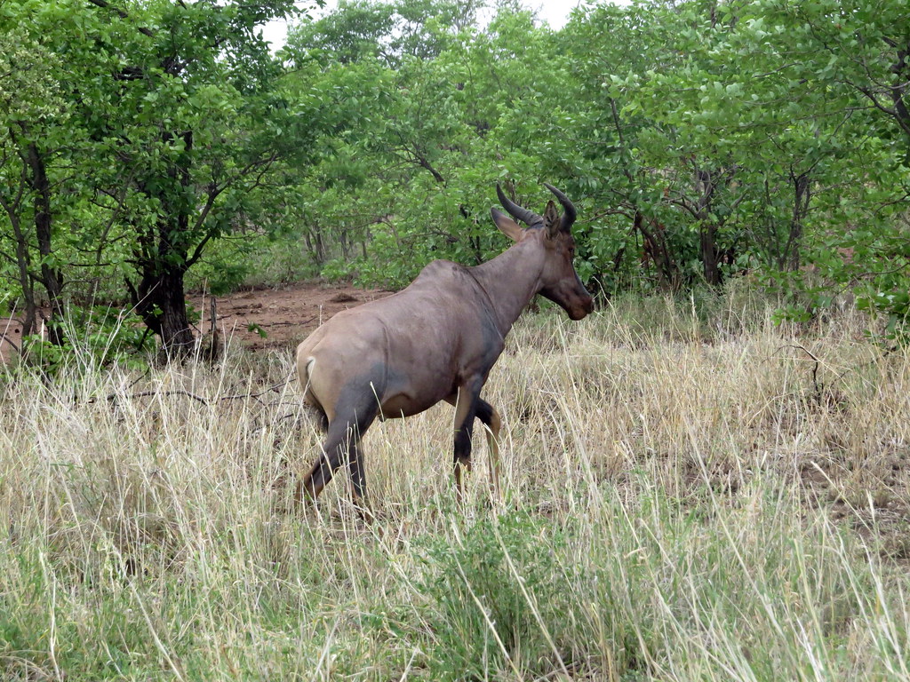 Basterhartbees / Tsessebe Kruger National Park. Flickr