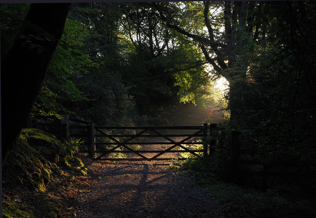 Early morning woods Bystock nature reserve Exmouth Devon Glyn