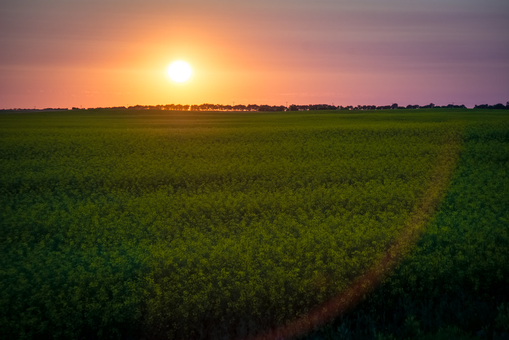 Sunset Over Canola Dunseith, ND Adventure and Recreation P… Flickr