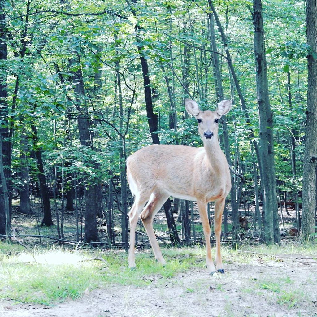 Rifle Camp Park, Washington's Lookout, Woodland Park, NJ Flickr