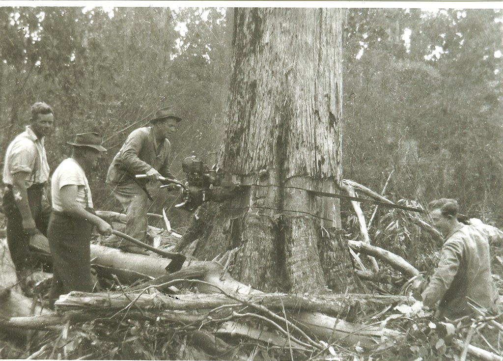 wk 2 Don Woolley & Neil Watson using the 1st chain saw Flickr