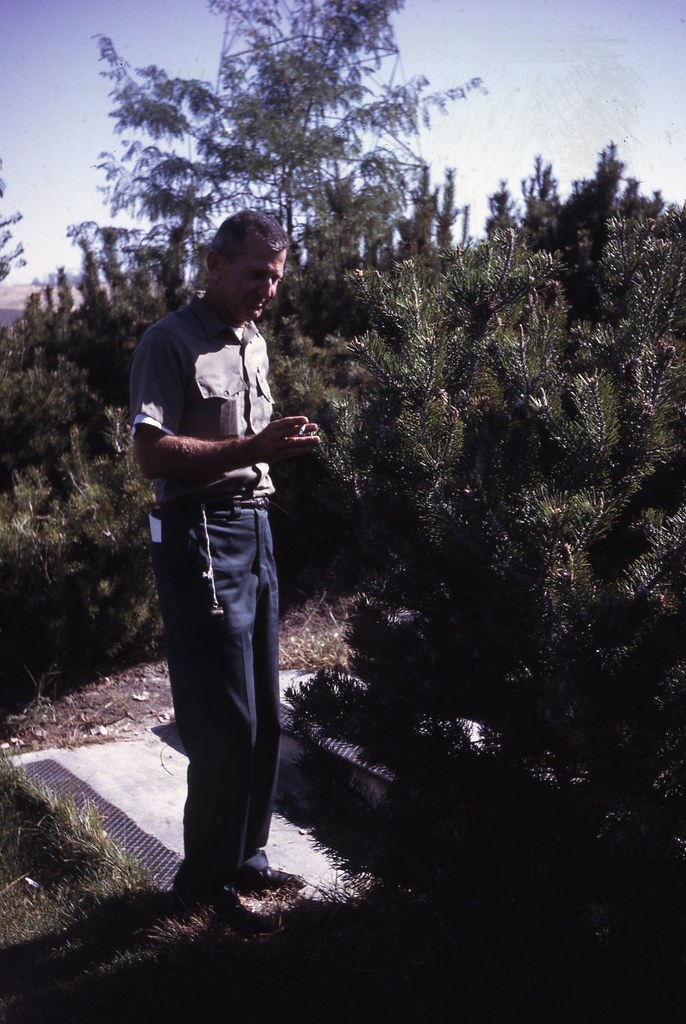 1967. Val Carolin. European pine shoot moth. Val Carolin. … Flickr