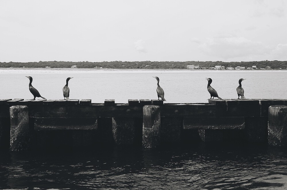 Birds of Sag Harbor Alyson Kanney Flickr