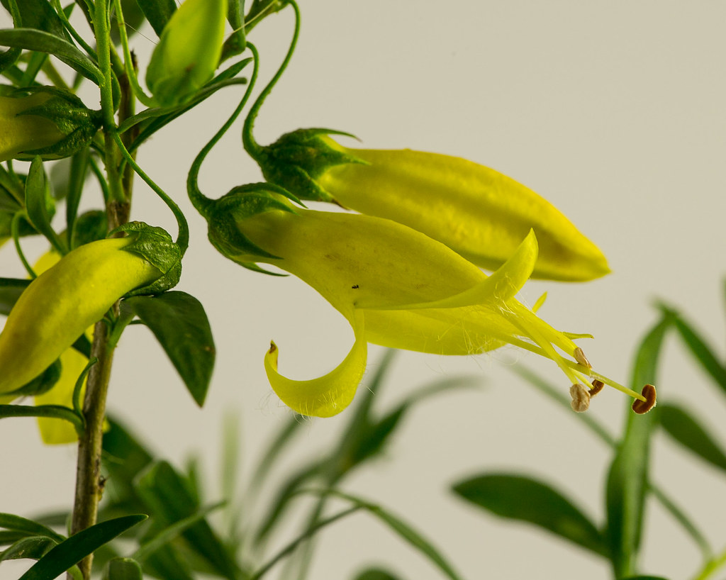 Eremophila maculata 'Mingenew Gold' Rob Flickr