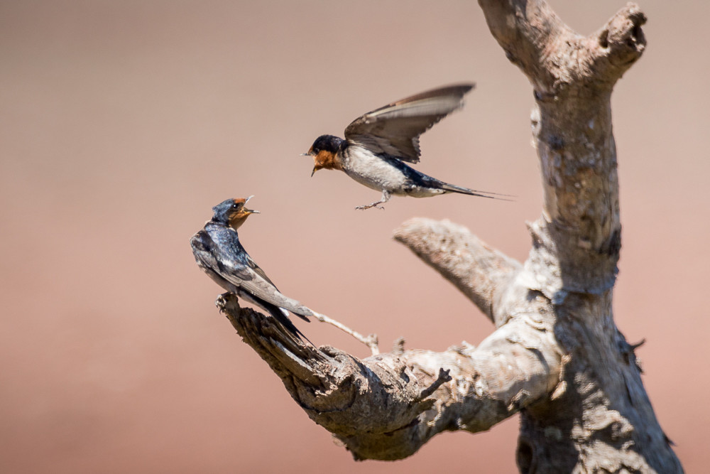 Swallows Enjoyable day out with some Brisbane memb… Flickr