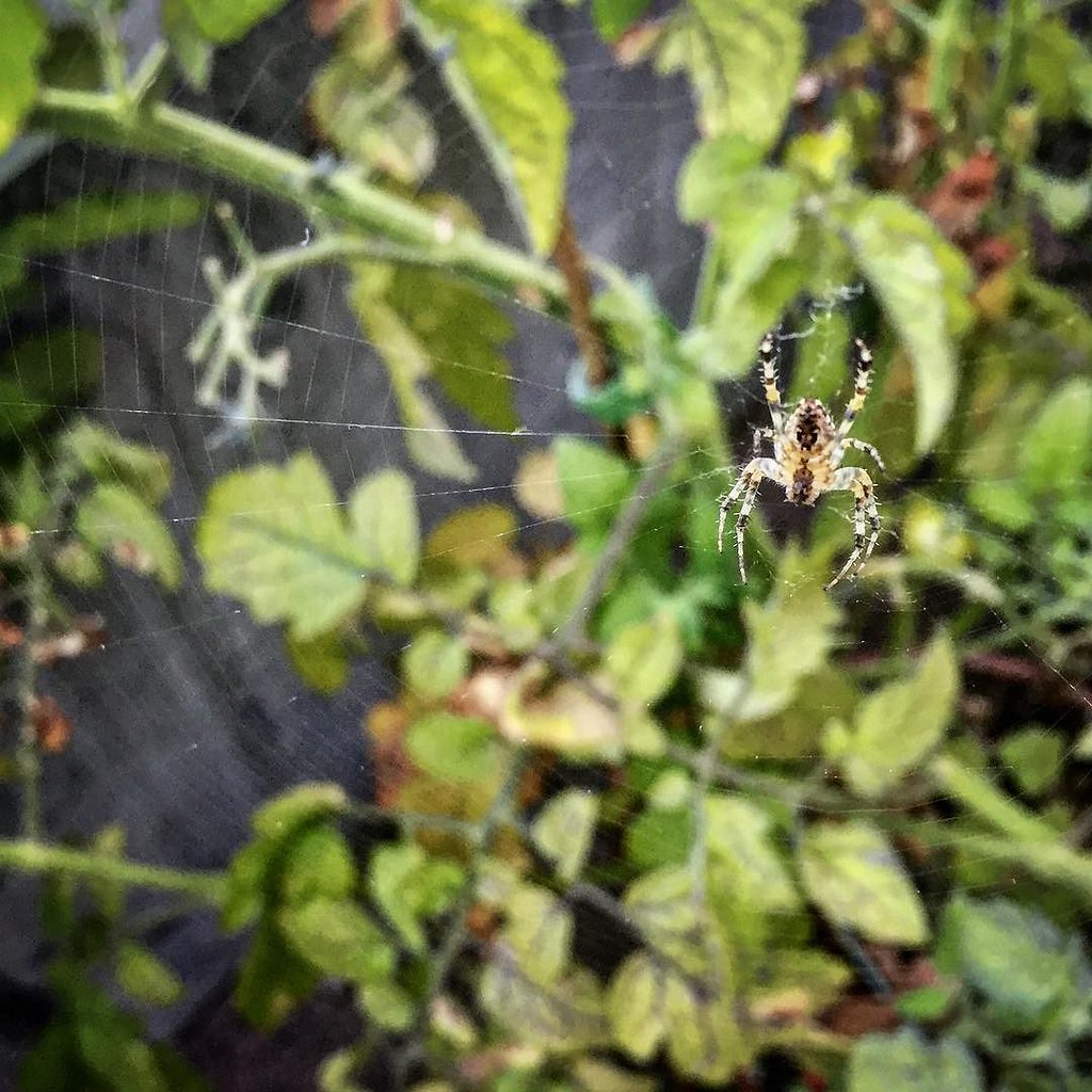 Spider protecting my tomato plant. . spider gardenspider… Flickr