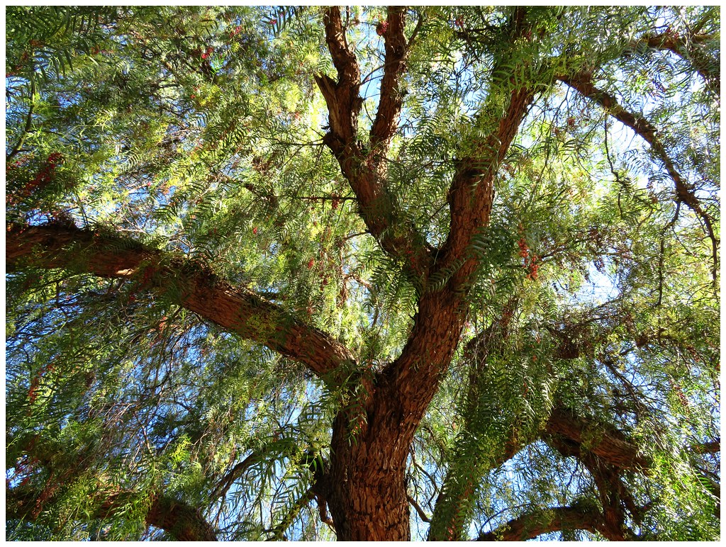 California Pepper Tree The California Pepper Tree "Schinus… Flickr
