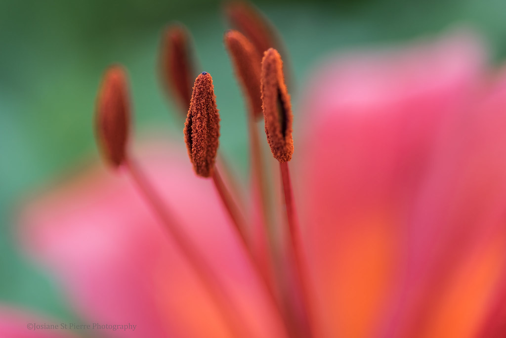 "Imperfection is perfection to a beautiful perspective" Flickr