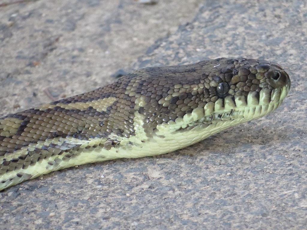 Carpet Snake Sue McLeod Flickr