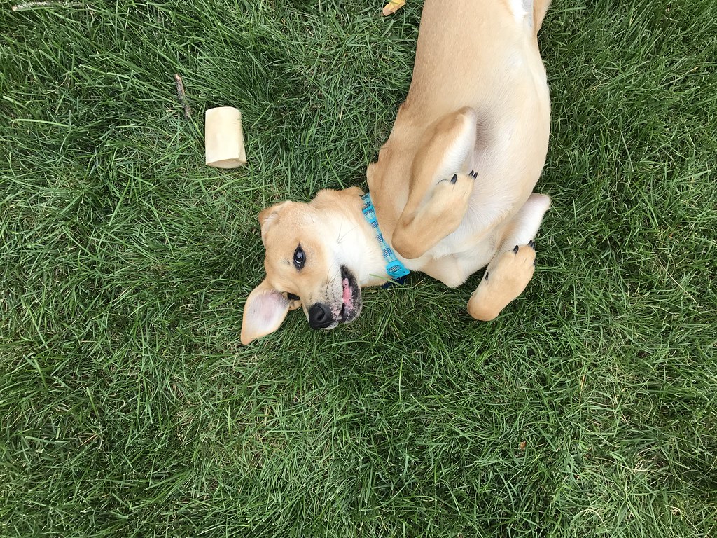 Yellow Dog Rolls in the Grass Penny, our lab mix puppy, to… Flickr