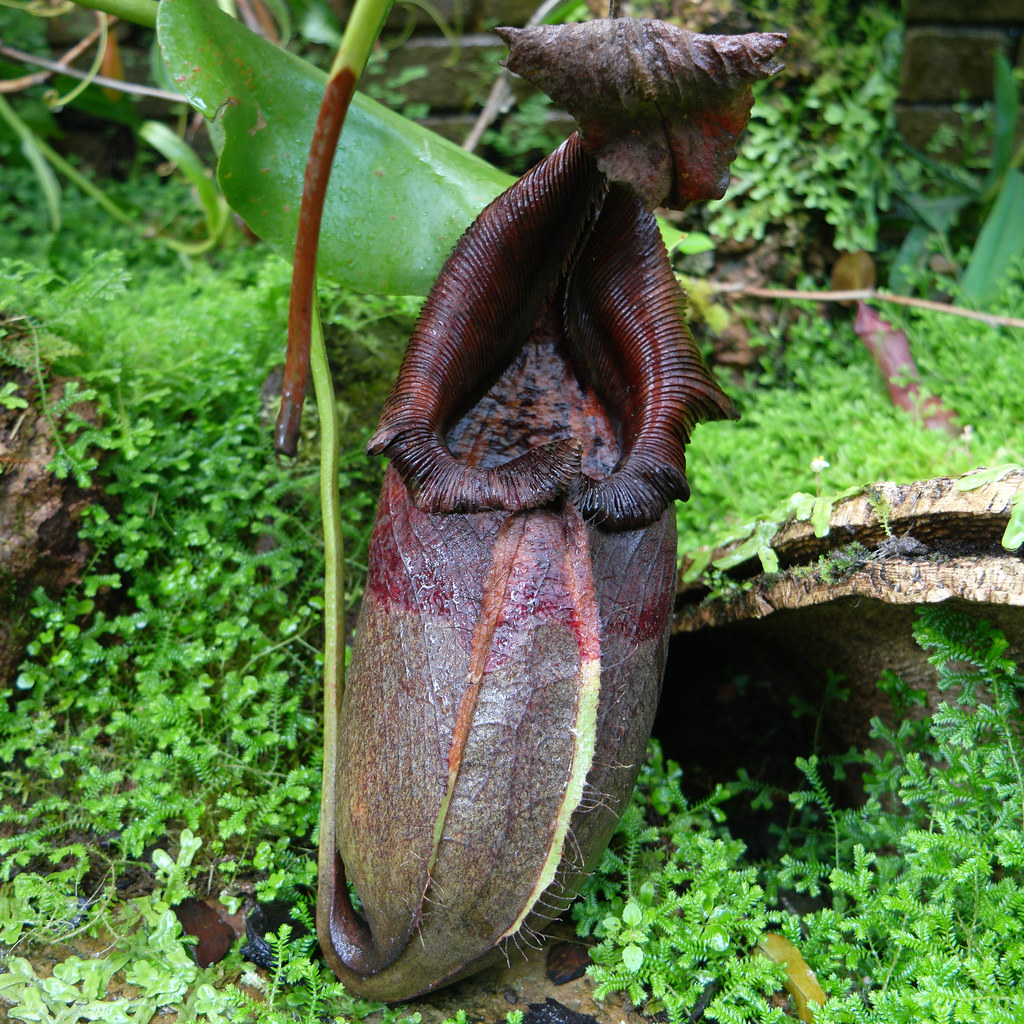 Giant water pitcher plant, Kew Gardens Nepenthes attenboro… Flickr