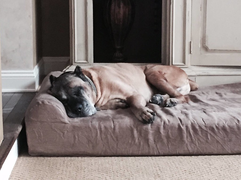 Cane Corso's on Big Barker beds Flickr