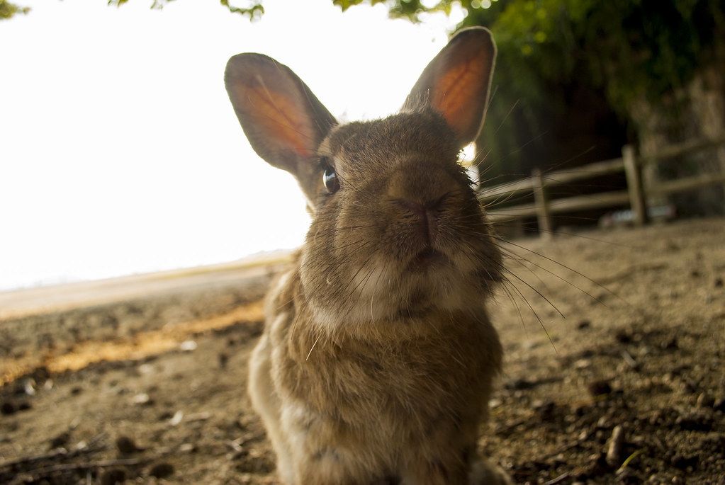 no food? rabbit mad Yet another rabbit we met on the islan… Chih