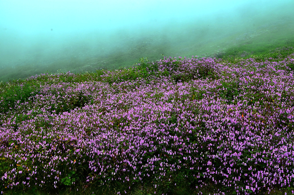 Valley of flowers Inside the Valley of flowers National pa… Flickr