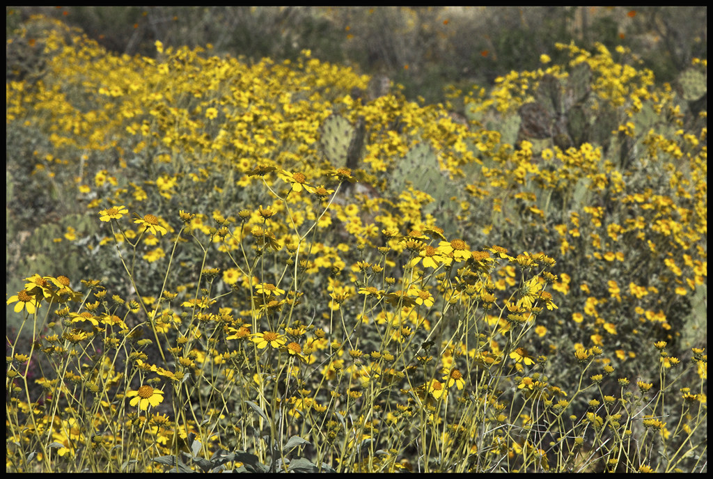 Brittle Bush 1 2017; Sabino Canyon Brittle Bush (Encelia … Flickr