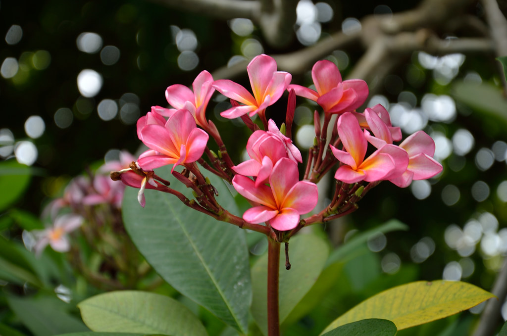 frangipani in Singapore a beautiful frangipani in Singapor… Flickr