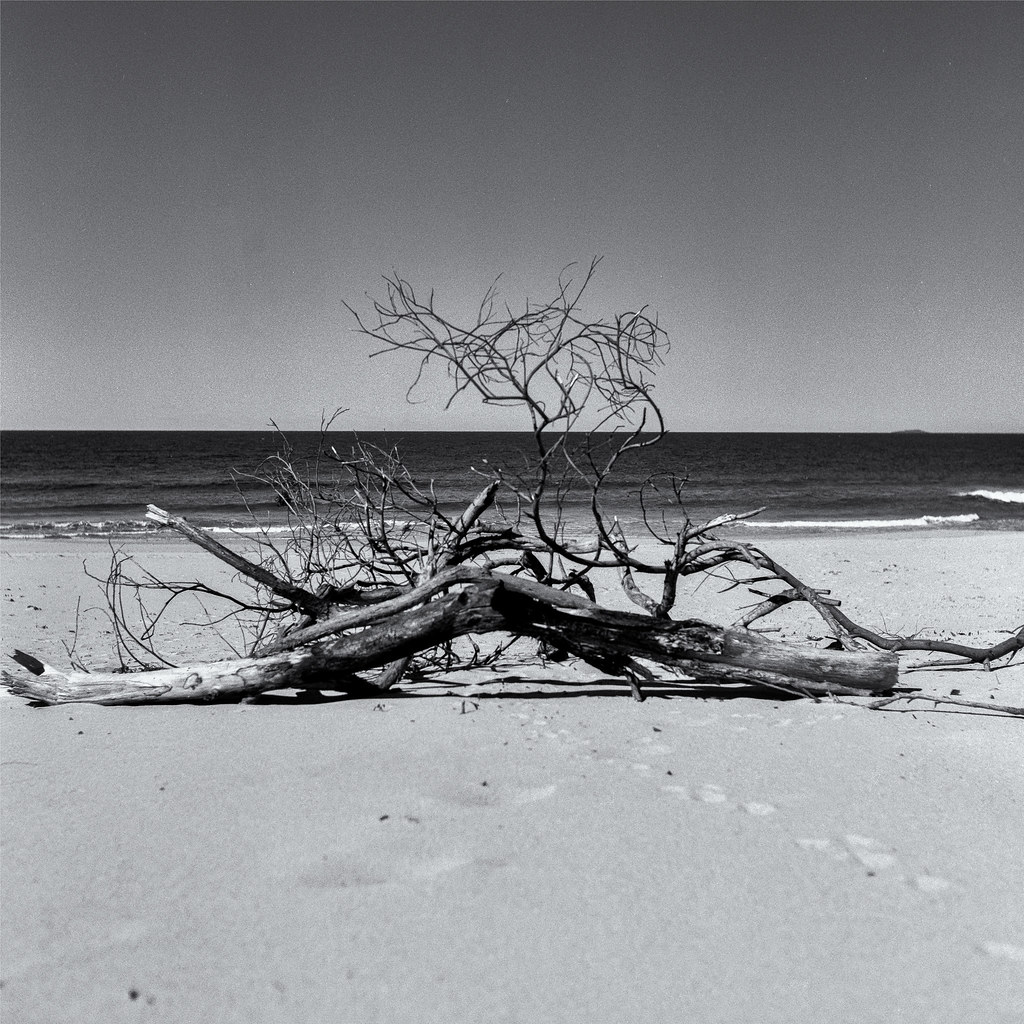 driftwood Photographed at Towradgi Beach, NSW Camera Roll… Flickr