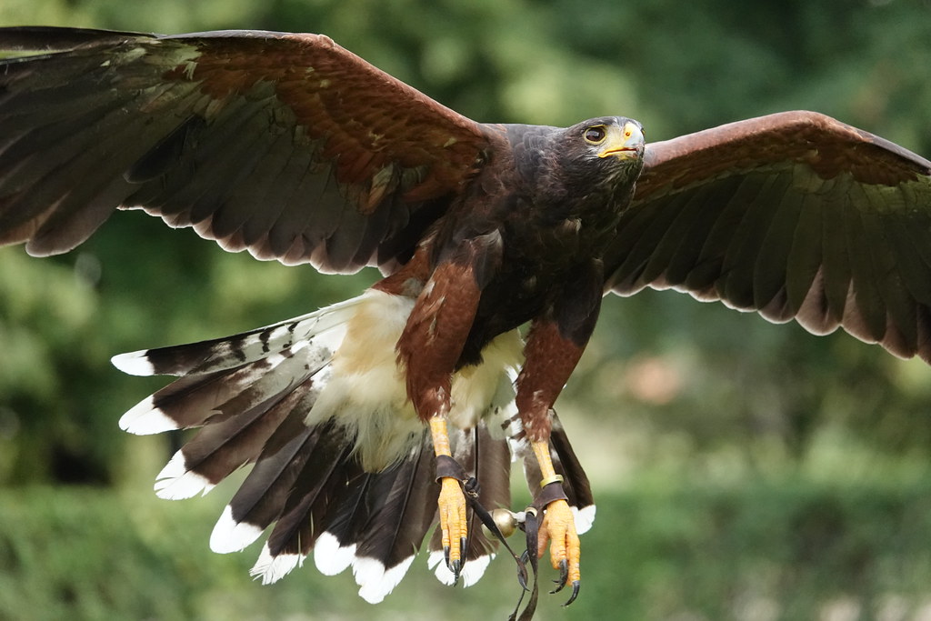 Sony RX10 Mark IV sample image Sample image taken with a S… Flickr