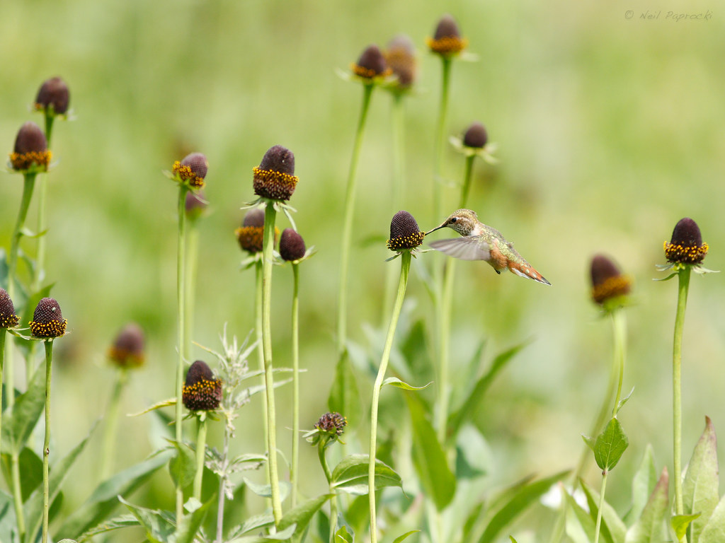 Rufous Hummingbird & Western Coneflowers Selasphorus rufus… Flickr