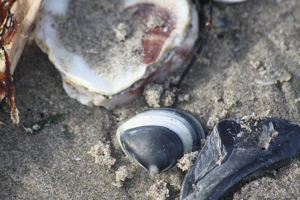 Port Fourchon Beach, Lafourche Parish, LA Flickr
