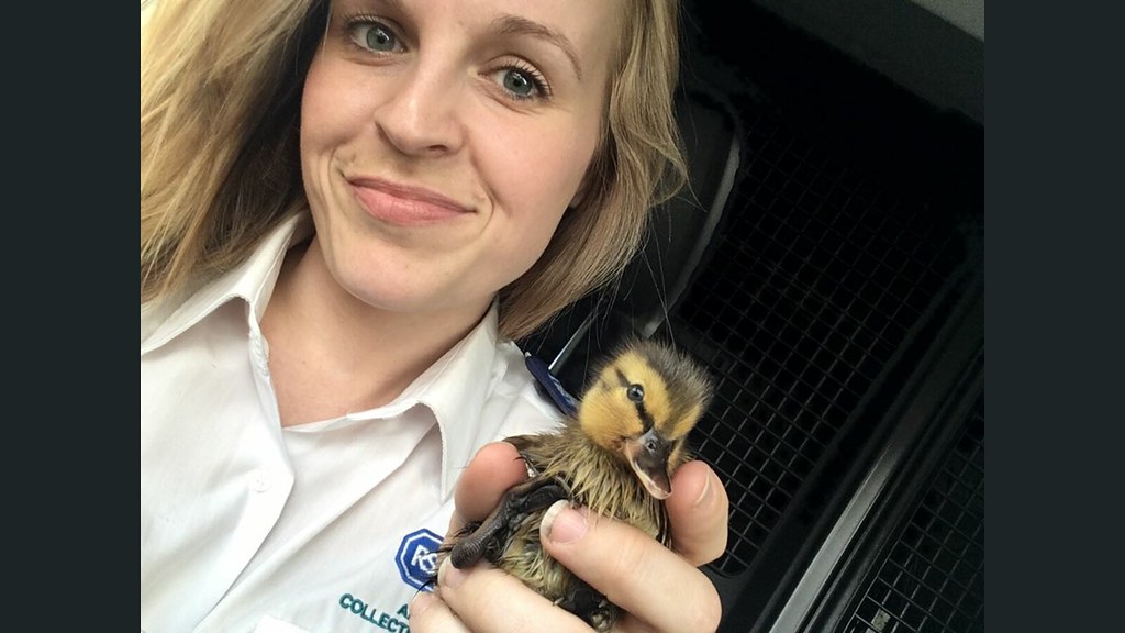 RSPCA with chick RSPCA with chick victor_meldrew_2000_uk Flickr