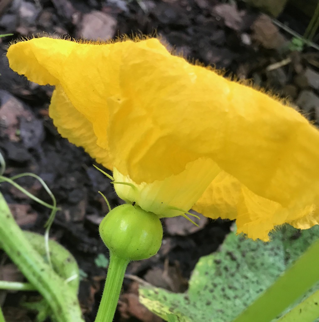Female Pumpkin Flower Nature gazer Flickr