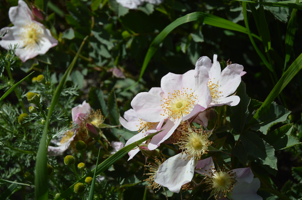 DSC_1033 "Wild Prairie Rose" 4 Miles East of Lakota, 7/7/2… Flickr