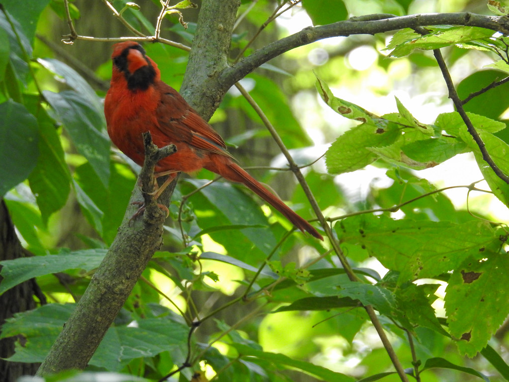 Cardinal McKinley Woods, Channahon synspectrum Flickr