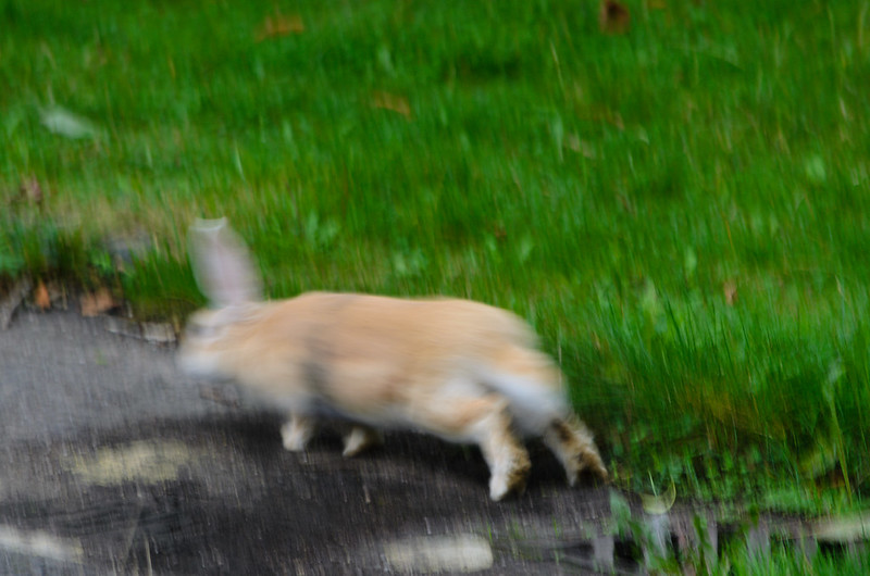 Run rabbit pet rabbit on the loose, Northycote Farm Wolves Wild