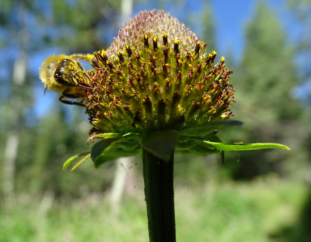 Honey Bee On Western Coneflower These Western Coneflowers … Flickr