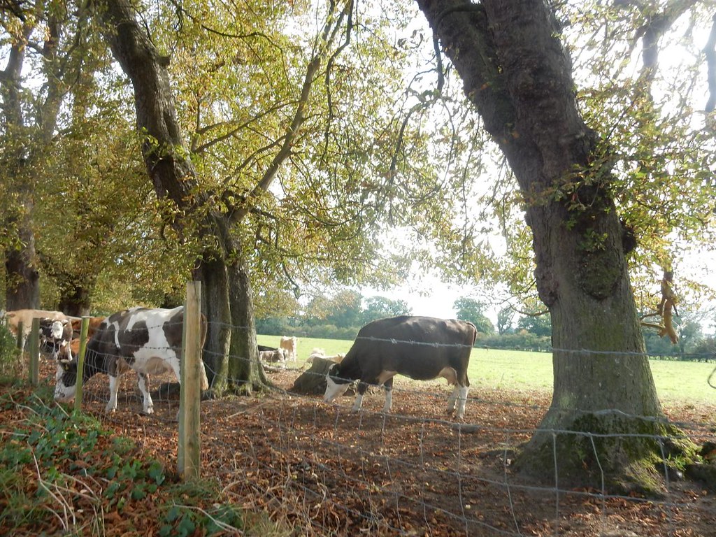 Photos Greensand Way 4 Dorking to Reigate Walk SWC