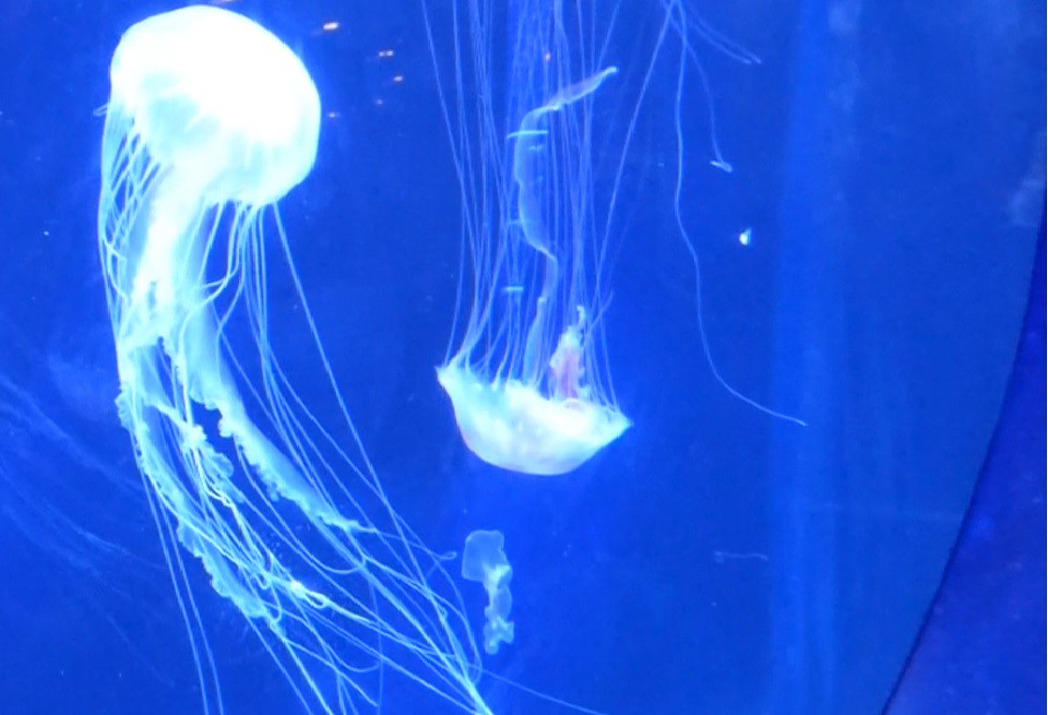 Outer Banks North Carolina Jellyfish MisterQque Flickr