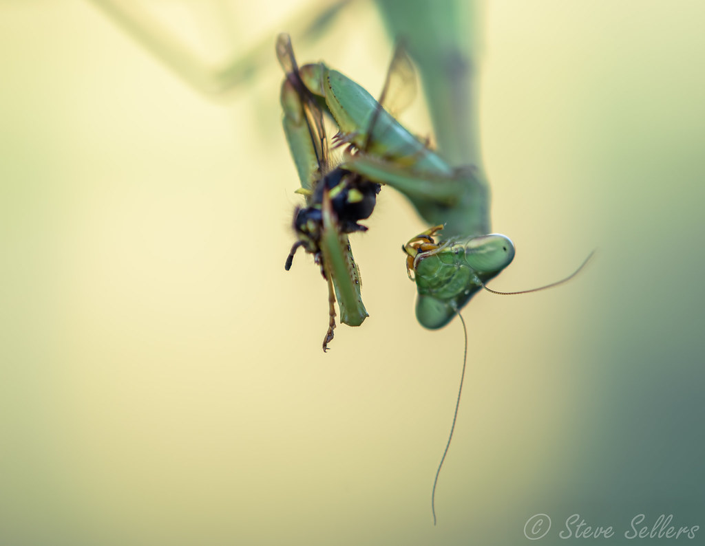 Yellow Jacket for Lunch, anyone? This young praying mantis… Flickr