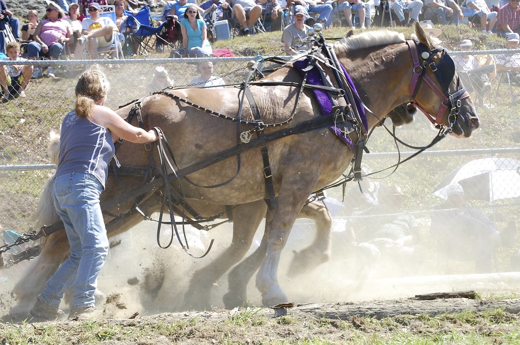 DSC_0254_3 Guilford Fair, Guilford, VT. mcfink Flickr