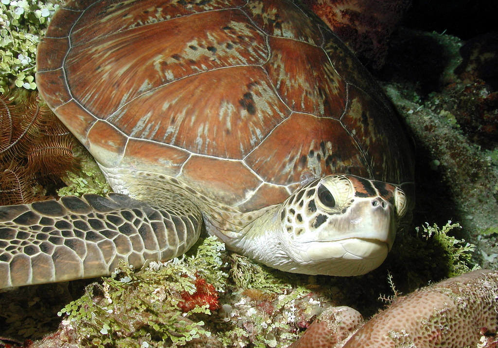 Turtle(blood) Nigel Witham Flickr