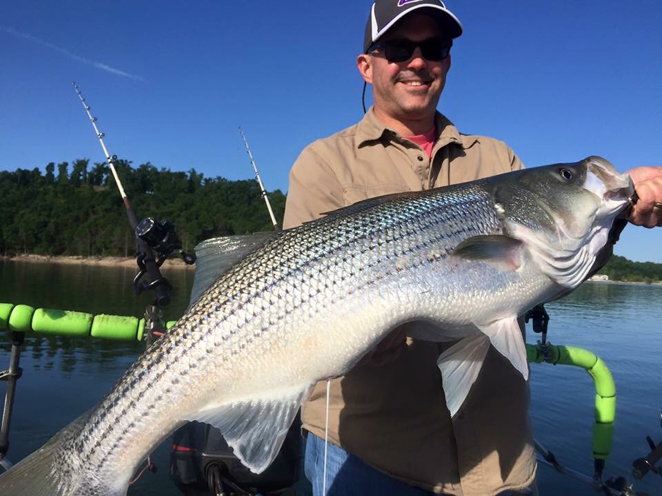 Beaver Lake Striper Fishing Guide Rogers Arkansas. Beaver,… Flickr