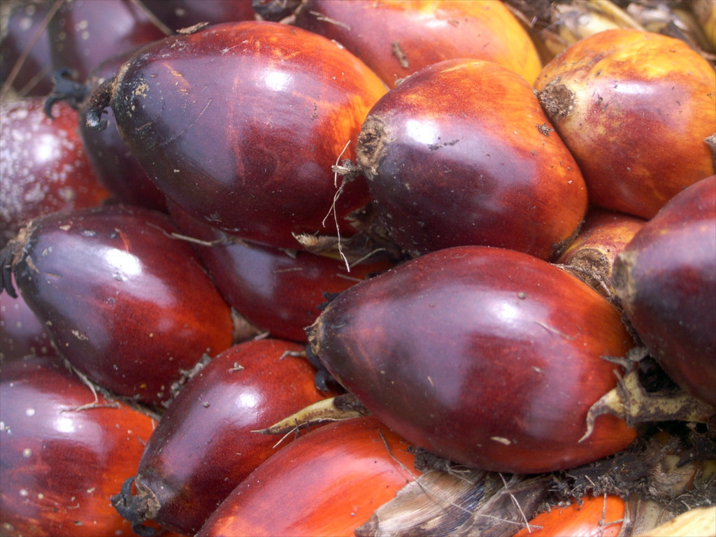 Oil palm fruits Oil palm (Elaeis guineensis) fruits in Ind… Flickr