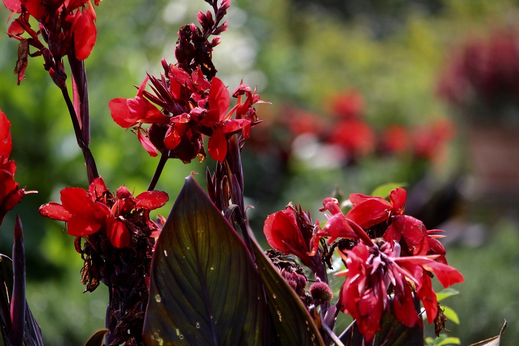 Morris Arboretum Morris Arboretum Lezenby Flickr