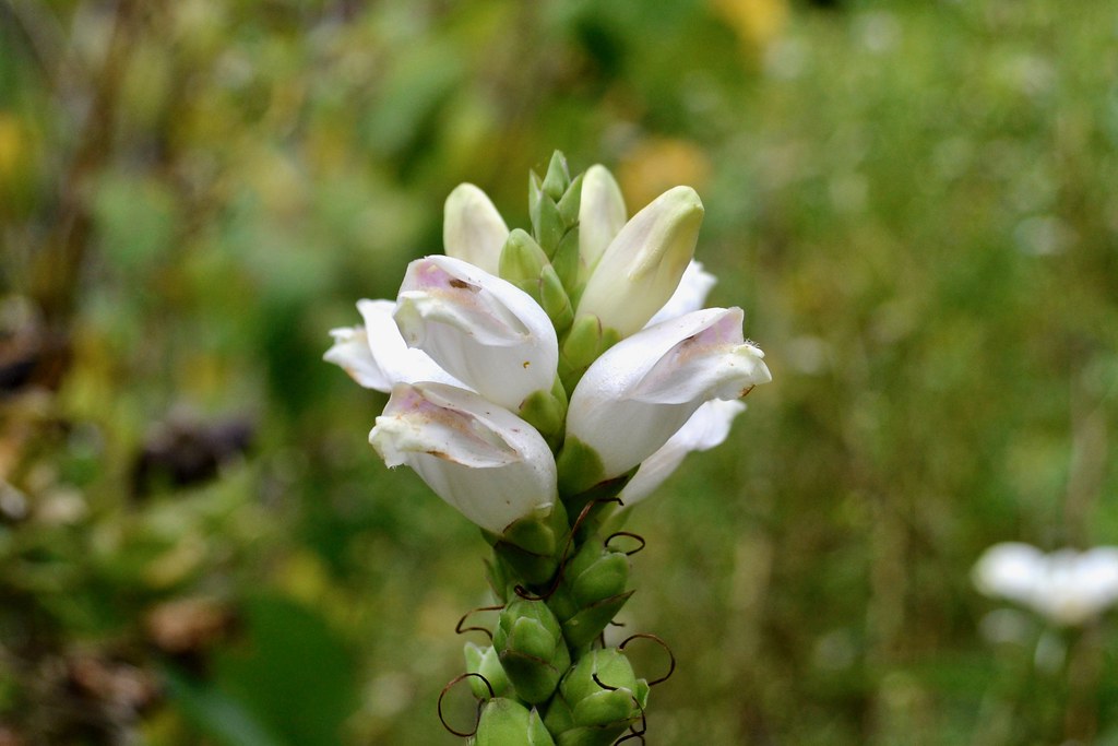 Plants Native To New York / Can Native Plants Be Invasive