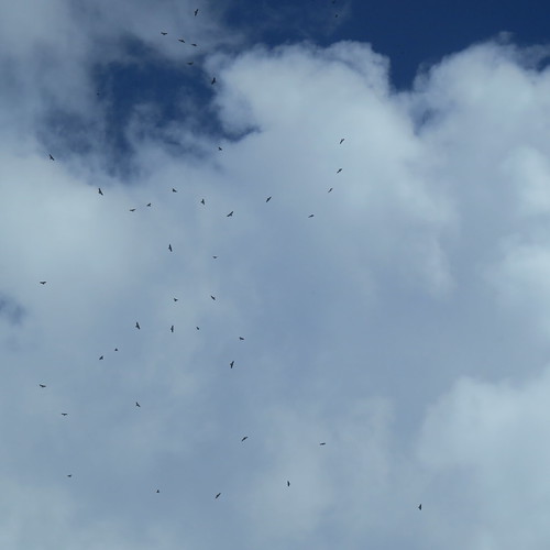 Broad Wing Hawk Kettle Fall Migration. (Click photo to z… Flickr