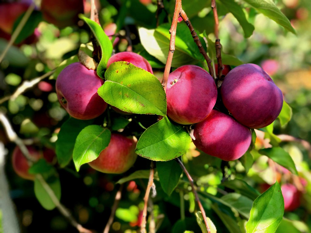 Apples waiting to be picked at the Afton apple Orchard Flickr