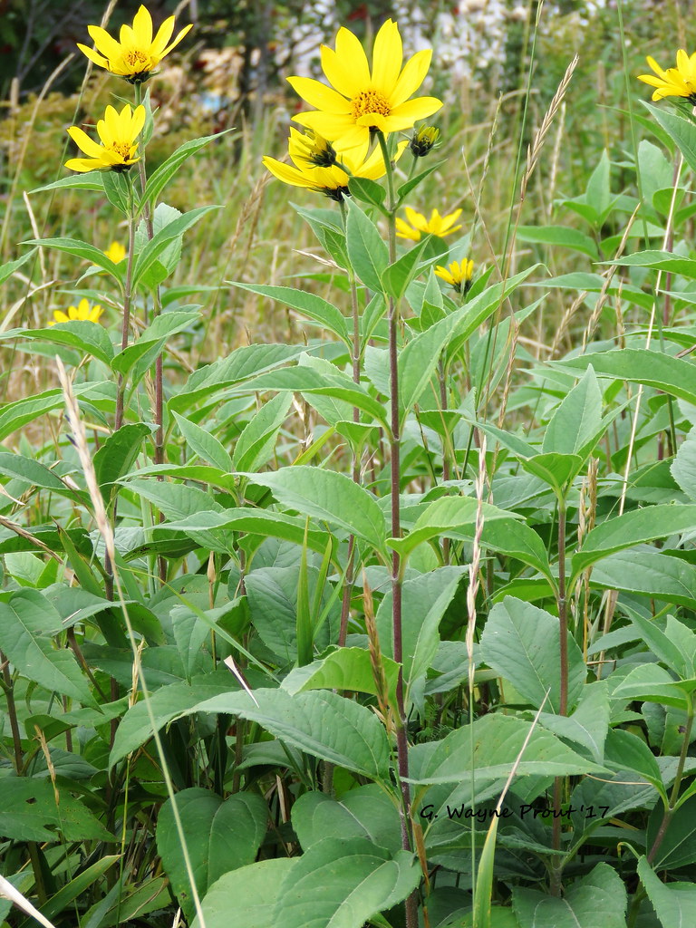 Woodland Sunflower (Helianthus divaricatus) Woodland Sunfl… Flickr