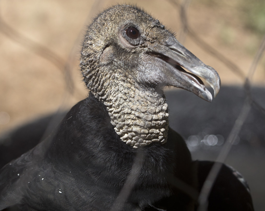 black vulture bird Maymont Park Richmond Virginia black vu… Flickr